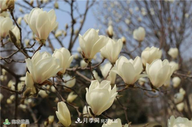 中国玉兰之乡，南阳白玉兰花开洁白如玉(图1)