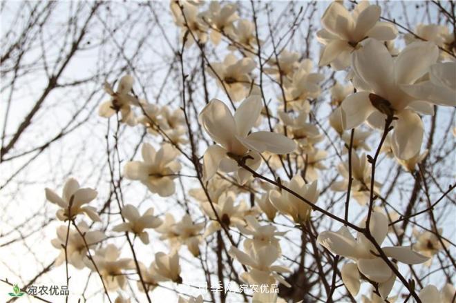 中国玉兰之乡，南阳白玉兰花开洁白如玉(图5)