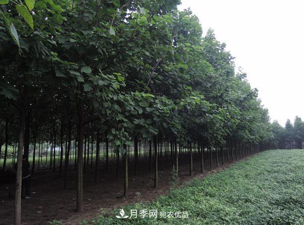 南阳市卧龙区创景速生楸树苗木基地(图1)