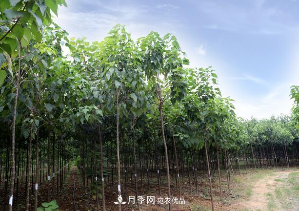 南阳市卧龙区创景速生楸树苗木基地(图2)