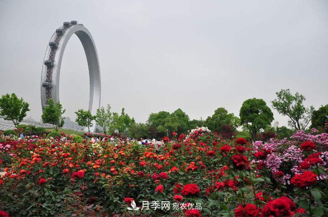 月季园：常州紫荆公园月季园(图2)