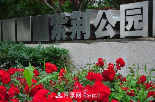 常州紫荆公园走红，被称世界月季名园，免门票创记录(图1)