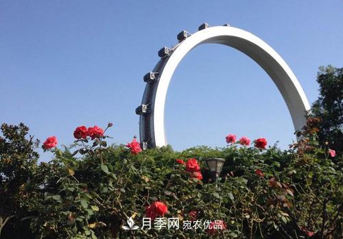 常州紫荆公园走红，被称世界月季名园，免门票创记录(图2)