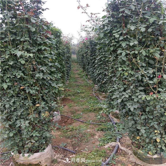 月季花瓶，南阳基地花瓶造型月季批发价格(图2)