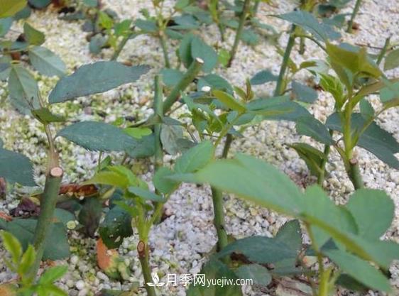 月季剪个枝,插到土里能生根吗?(图1) 月季剪个枝,插到土里能生根吗?(图1)