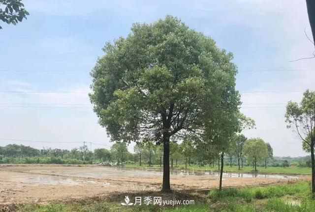 2022年前后会有一波苗木高峰行情？这个说法靠谱吗？(图2)