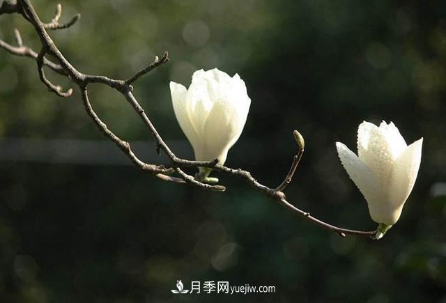 紫玉兰、白玉兰、二乔玉兰、飞黄玉兰、广玉兰等玉兰怎么分辨?(图2) 紫玉兰、白玉兰、二乔玉兰、飞黄玉兰、广玉兰等玉兰怎么分辨?(图2)