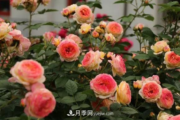 这6种月季，抗病强花量大还耐晒，养一棵就很美(图1)