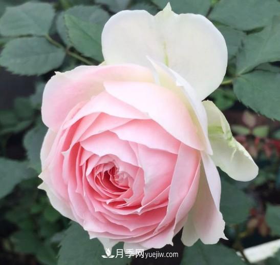 这6种月季，抗病强花量大还耐晒，养一棵就很美(图4)