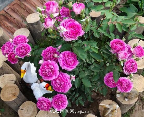 这6种月季，抗病强花量大还耐晒，养一棵就很美(图5)