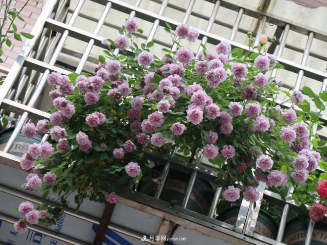 这6种月季，抗病强花量大还耐晒，养一棵就很美(图8)
