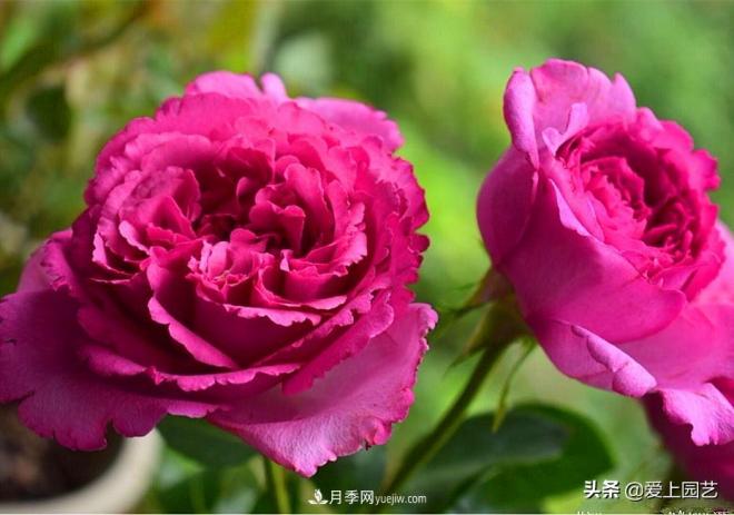 无伊芙不月季，哪种伊芙月季最值得入手？(图3)