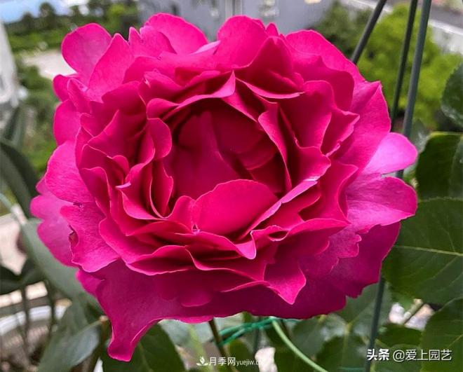 无伊芙不月季，哪种伊芙月季最值得入手？(图1)