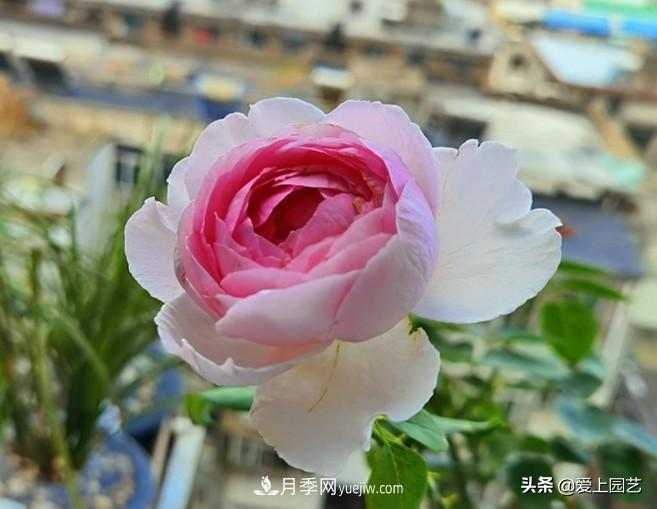 无伊芙不月季，哪种伊芙月季最值得入手？(图2)