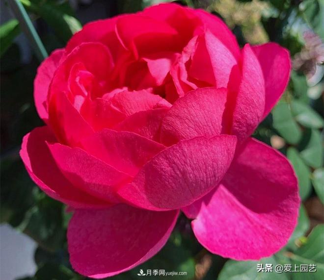 无伊芙不月季，哪种伊芙月季最值得入手？(图7)