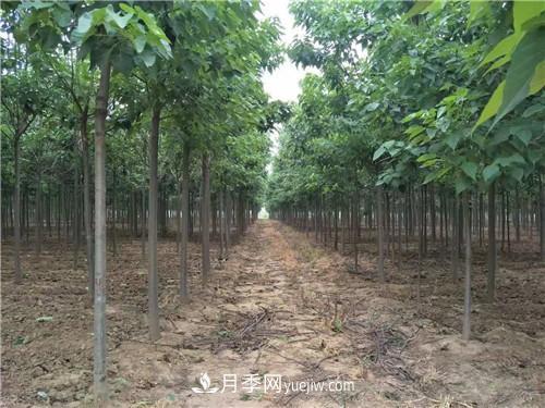 河南商丘高集：楸树之乡打造苗木美丽乡村(图1)