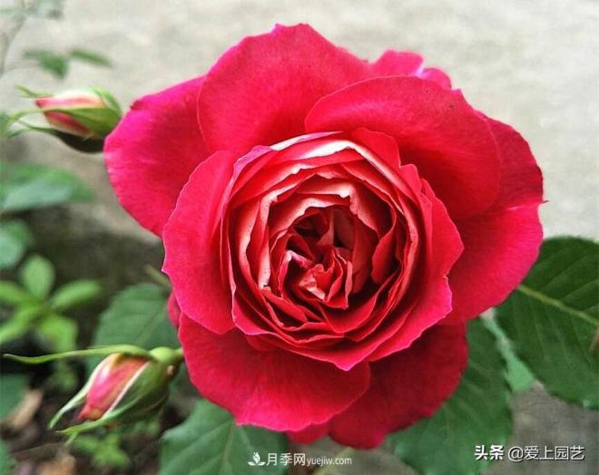 热门月季品种已经看腻了，不妨养几棵小众月季换个风景(图2)