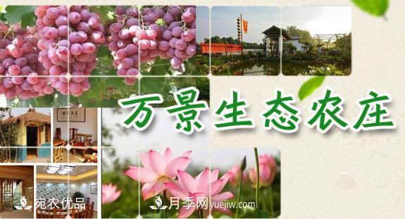 南召县万景园林张园园，玉兰树苗木创业造福乡梓(图1)