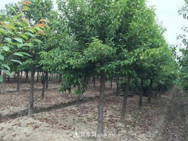 南阳淅川县五角枫大叶女贞苗木种植合作社(图1)