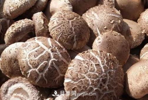 香菇之乡南阳地标农产品 西峡香菇撬动国际大市场(图2) 香菇之乡南阳地标农产品 西峡香菇撬动国际大市场(图2)