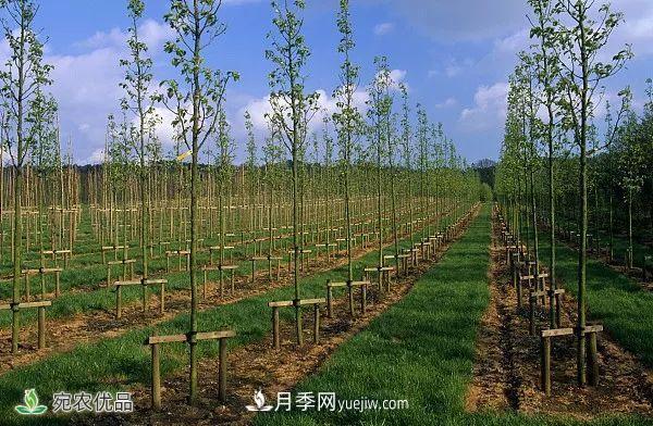 南阳月季苗木行业专业术语大全，你知多少？内容太多(图6)