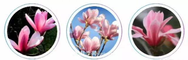 玉兰飘香溢山乡——南阳南召玉兰产业纪实(图2) 玉兰飘香溢山乡——南阳南召玉兰产业纪实(图2)