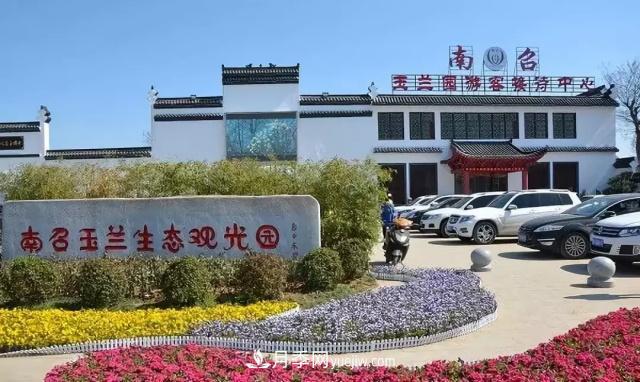 玉兰飘香溢山乡——南阳南召玉兰产业纪实(图3)