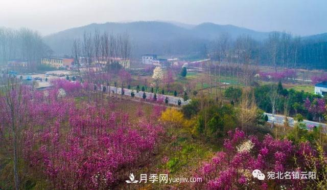 玉兰飘香溢山乡——南阳南召玉兰产业纪实(图4)