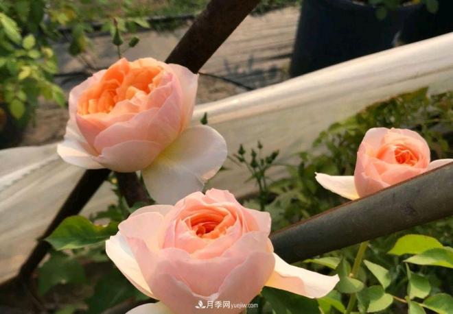 月季花长粗壮芽先横拉定期浇肥多淋雨，一年长成花球(图2)