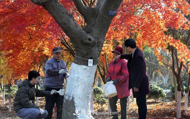 冬季园林绿化树木刷白仅仅是为了好看吗？(图1)