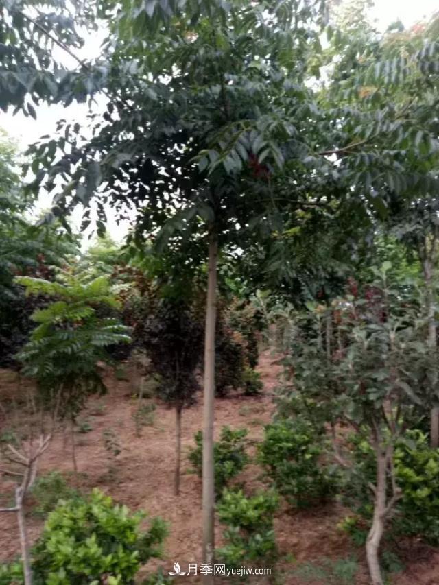 2020下半年乡土树种涨价趋势明显，这8种苗木最吃香(图4)