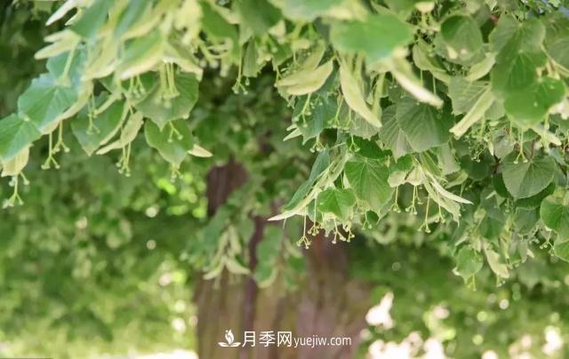 2020下半年乡土树种涨价趋势明显，这8种苗木最吃香(图7)