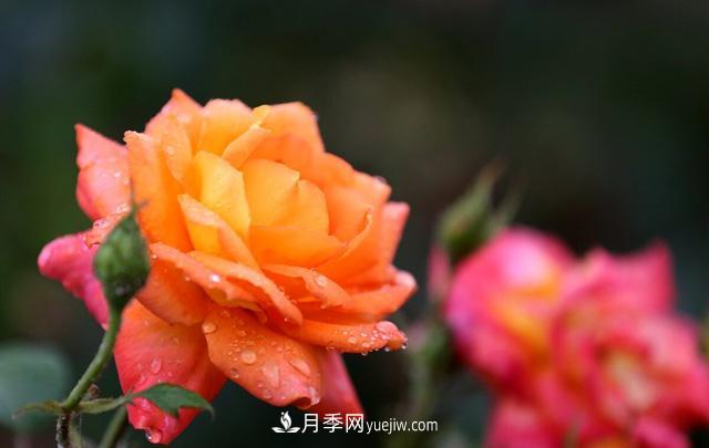 寒露过后如何扦插月季？轻松掌握养护技巧，养出苗壮月季花(图1)