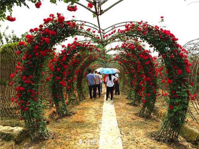 藤本造型月季有哪几种？8种潮流绿化造型超级火(图5)