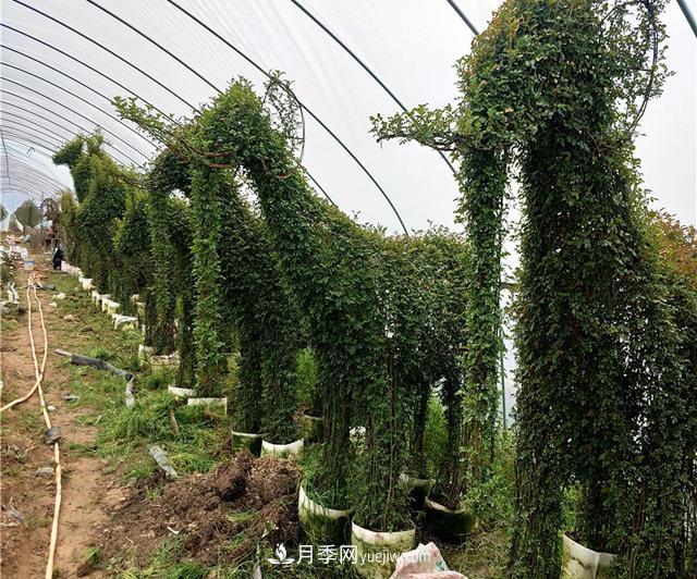 藤本造型月季有哪几种？8种潮流绿化造型超级火(图6)