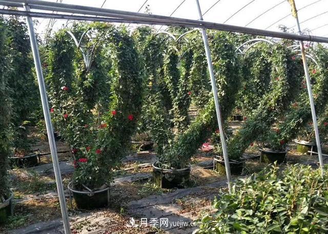 藤本造型月季有哪几种？8种潮流绿化造型超级火(图7)