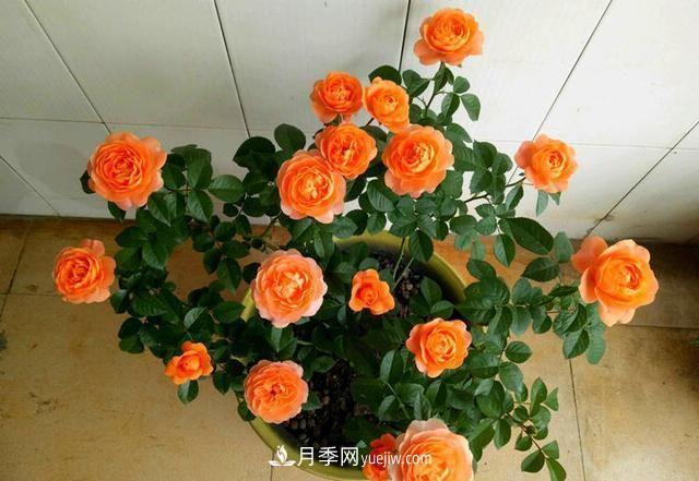 四种对光照要求高的月季花，适合放在北阳台(图1)