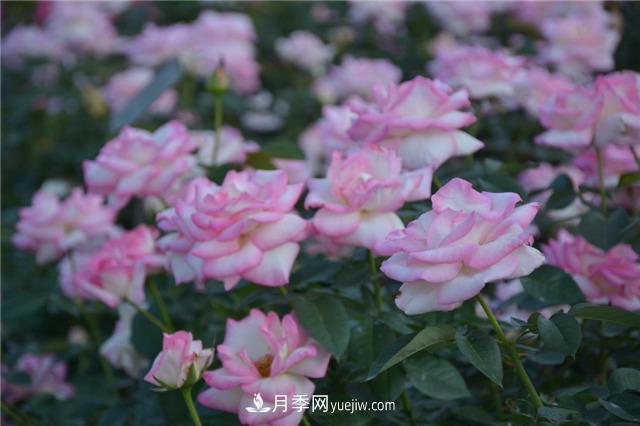 花开华南地区，哪些月季品种，征服了广州这片“热土”？(图4)