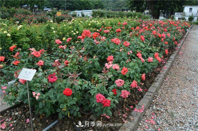 花开华南地区，哪些月季品种，征服了广州这片“热土”？(图7)
