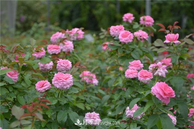 花开华南地区，哪些月季品种，征服了广州这片“热土”？(图13)