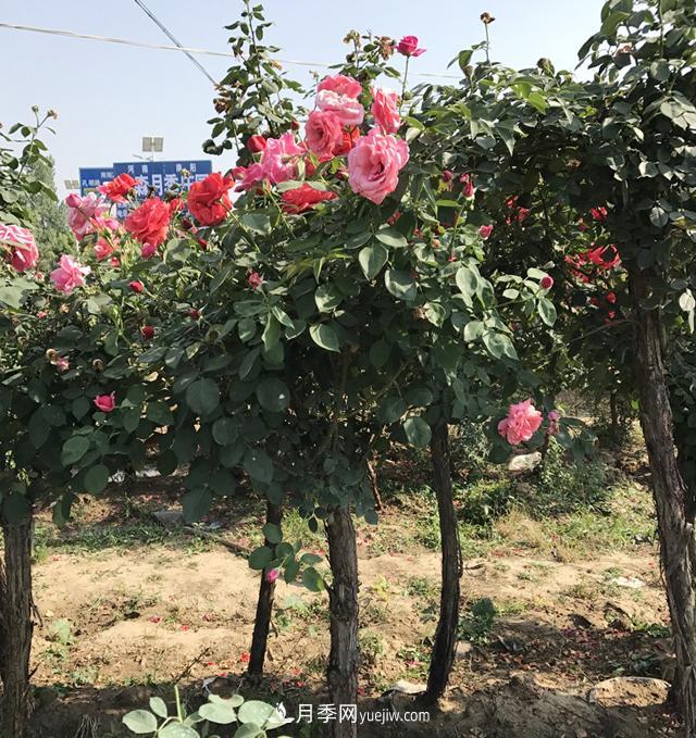 月季树批发基地：化肥农药控量减害增效技能(图1)