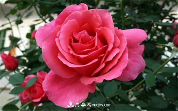 月季的分类(图1)