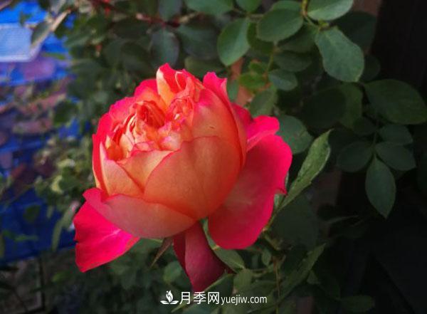 藤本月季品种——藤宝贝(图1) 藤本月季品种——藤宝贝(图1)