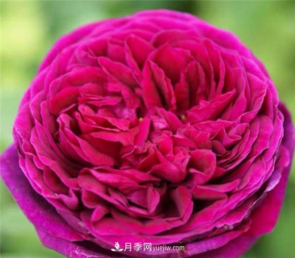 这6款月季仿佛从贵族出生,高贵典雅的花名,让人耳目一新(图7) 推荐6款月季,高贵典雅的花名让人过目不忘(图6)