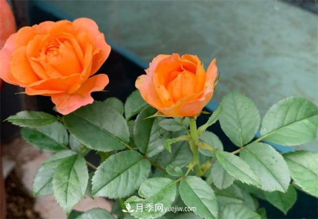 做为一个养花人，我和宿迁月季的不解之缘(图1)