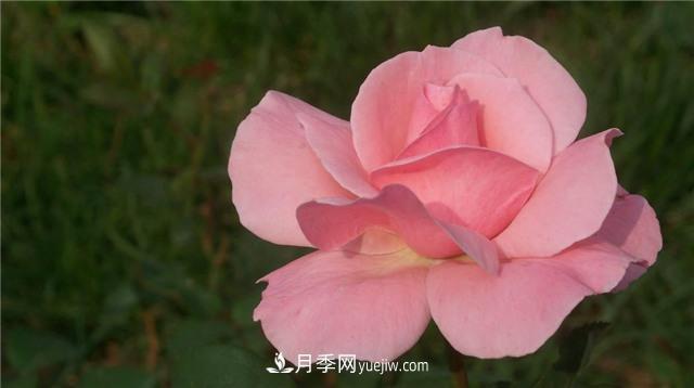 红蜘蛛是月季花的天敌,有3种方法轻松消灭(图2) 红蜘蛛是月季花的天敌,有3种方法轻松消灭(图2)