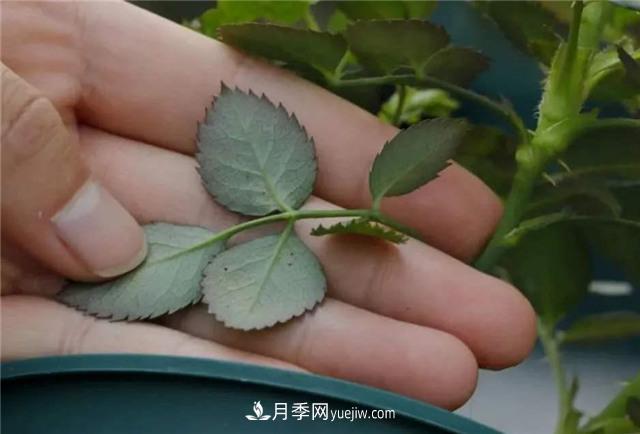 红蜘蛛是月季花的天敌,有3种方法轻松消灭(图3) 红蜘蛛是月季花的天敌,有3种方法轻松消灭(图3)