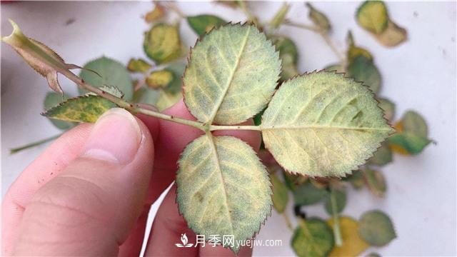 红蜘蛛是月季花的天敌,有3种方法轻松消灭(图1) 红蜘蛛是月季花的天敌,有3种方法轻松消灭(图1)