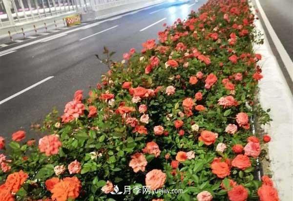 相约金秋，一场月季旋风吹遍武汉汉阳三镇！气场强大堪比春天(图4)