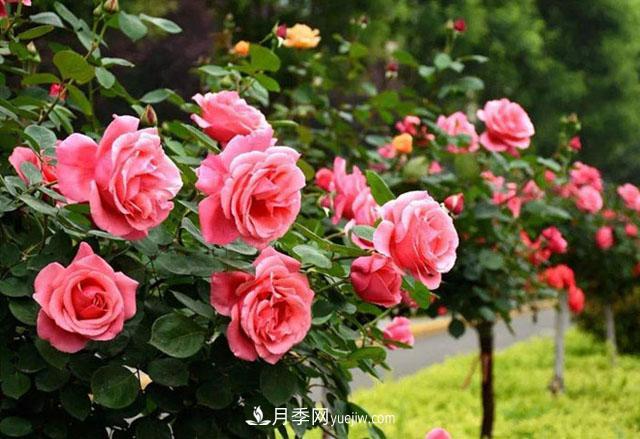 树状月季修剪养护小知识(图1)